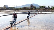 Vụ muối ở Lâm Đồng kéo dài, giá tăng