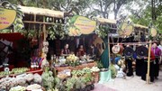Vừa mở hội, 30 tấn xoài đặc sản Sơn La đã xuất khẩu sang Hàn Quốc
