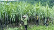 Bộ Công Thương gia hạn áp dụng biện pháp chống bán phá giá và chống trợ cấp với đường mía Thái Lan