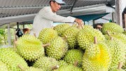 14/7: Sắp diễn ra Hội thảo Sầu riêng châu Á lần thứ 2