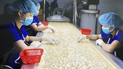 Hạt điều Việt và cuộc chuyển mình khỏi "lời nguyền gia công" - Kỳ 1: Thống lĩnh xuất khẩu, lép vế thương hiệu