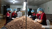 Hạt điều Việt và cuộc chuyển mình khỏi "lời nguyền gia công" - Kỳ cuối: Khẳng định thương hiệu, nâng tầm giá trị