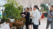Lễ hội Sâm Ngọc Linh và Dược liệu 2026: Kết quả thương mại ấn tượng