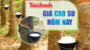 Ngày 17/9: Giá cao su thế giới đồng loạt suy giảm