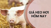 Ngày 18/9: Giá heo hơi chững lại sau hai phiên tăng liên tiếp