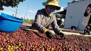Nông, lâm sản Việt Nam: Nâng vị thế trong chuỗi toàn cầu
