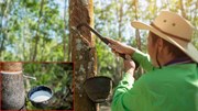 Ngày 25/9: Giá cao su trên các sàn giao dịch chủ chốt tại châu Á kéo dài xu hướng tăng