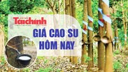 Ngày 28/9: Giá cao su thế giới tiếp đà khởi sắc