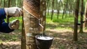 Ngày 29/9: Giá cao su tại Nhật Bản và Singapore trái chiều, Trung Quốc tăng mạnh