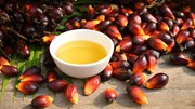 Sức mua dầu cọ từ Ấn Độ tăng vọt sau quyết định hạ thuế suất nhập khẩu xuống 5%