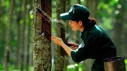 Ngày 7/10: Giá cao su trên các sàn giao dịch tại châu Á đồng loạt tăng