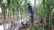 Hiệp hội Mía đường đề xuất áp thuế cao hơn đối với đồ uống sử dụng HFCS