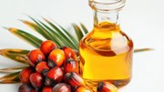 Sản lượng dầu cọ Malaysia chạm đỉnh lịch sử giữa bài toán thiếu hụt nhân công