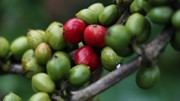 Thu hái quả chín giúp tăng sản lượng cà phê trên 10%