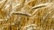 Tin MXV sáng 25/5: Giá lúa mì giảm mạnh 3%, dẫn dắt xu hướng nhóm nông sản