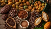 Ngành ca cao Tây Phi đối mặt rủi ro nguồn cung do quy định chống phá rừng của EU