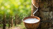 TT cao su châu Á ngày 11/6: Giá tại Nhật Bản dứt chuỗi giảm 3 phiên liên tiếp