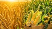 Diễn biến giá nông sản thế giới hôm nay 18/6/2026