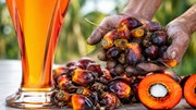 Indonesia nỗ lực bảo toàn ưu đãi thuế quan cho dầu cọ xuất khẩu sang thị trường Mỹ