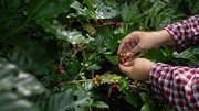 Xuất khẩu cà phê của Việt Nam trong tháng 2/2026 chững lại 