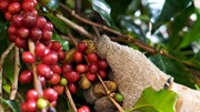 Xây dựng hệ tiêu chuẩn chất lượng nâng cao sức cạnh tranh cà-phê Robusta Việt Nam trên toàn cầu