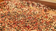 TT hạt tiêu ngày 6/5: Giá tiêu xuất khẩu trong trung và dài hạn được dự báo ổn định ở mức cao