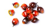 Nhu cầu dầu cọ từ Trung Quốc và Ấn Độ có thể tăng trong hai tháng tới