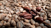 TT cà phê ngày 3/6: Vụ thu hoạch robusta năm 2025 của Brazil đang tiến triển tốt
