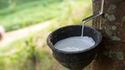TT cao su châu Á ngày 31/7: Giá tại Nhật Bản giảm do thuế quan ô tô và sản xuất đình trệ