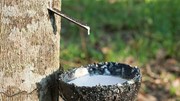 TT cao su châu Á ngày 22/10: Căng thẳng thương mại giữa Trung Quốc và Hà Lan đã tác động lên giá