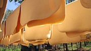 TT cao su châu Á ngày 14/5: Giá tại Nhật Bản tiếp tục xu hướng tăng