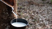 TT cao su châu Á ngày 9/6: Giá tại Nhật Bản giảm trở lại sau ba phiên tăng liên tiếp