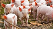 Giá heo hơi ngày 2/6/2025: Nhích nhẹ tại Thanh Hoá và Nam Định