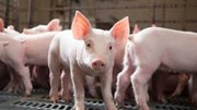 Giá heo hơi hôm nay 4/6: Heo hơi miền Bắc chạm mốc 70.000 đồng/kg
