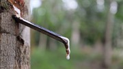 TT cao su châu Á ngày 25/7: Giá tại Nhật Bản hướng tới tuần tăng thứ sáu liên tiếp