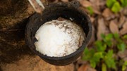 TT cao su châu Á ngày 5/6: Giá tại Nhật Bản tăng do thời tiết xấu đi ở Thái Lan