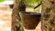 TT cao su châu Á ngày 22/5: Giá tại Nhật Bản hồi phục trở lại sau ba phiên giảm liên tiếp