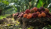 Bảng giá nông sản thế giới hôm nay 28/10/2025