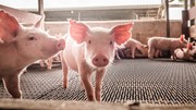 Giá heo hơi ngày 19/6/2025: Ba miền lặng sóng