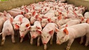 Giá heo hơi ngày 7/7/2025: Miền Nam giảm nhẹ, miền Bắc và miền Trung giữ giá đi ngang