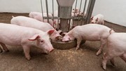 Giá heo hơi ngày 8/7/2025: Tiếp đà giảm nhẹ, thị trường thu mua dưới 70.000 đồng/kg