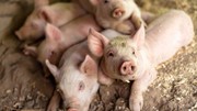 Giá heo hơi ngày 15/8/2025: Tiếp đà giảm mạnh, 60.000 đồng/kg là mức giao dịch cao nhất tại miền Bắc