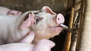 Giá heo hơi ngày 17/6/2025: Miền Nam theo chiều đi xuống, về mức 70.000 đồng/kg