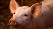 Giá heo hơi ngày 6/6/2025: Chững giá tại ba miền, giao dịch trong khoảng 68.000 - 75.000 đồng/kg