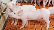 Giá heo hơi ngày 3/10/2025: Miền Trung và miền Nam tiếp đà giảm, miền Bắc duy trì đi ngang