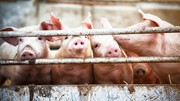 Giá heo hơi ngày 23/9/2025: Miền Nam bất ngờ tăng nhẹ