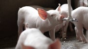 Giá heo hơi ngày 15/10/2025: Thêm một địa phương về giá 50.000 đồng/kg
