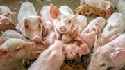 Giá heo hơi ngày 19/12/2025: Tiến gần hơn đến mốc 70.000 đồng/kg