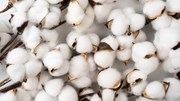 Diễn biến giá nông sản thế giới hôm nay 28/10/2026