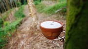 Giá cao su hôm nay 22/1: Giá cao su Nhật Bản phục hồi khi đồng yen suy yếu